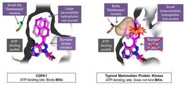 development of bumped-kinase inhibitors