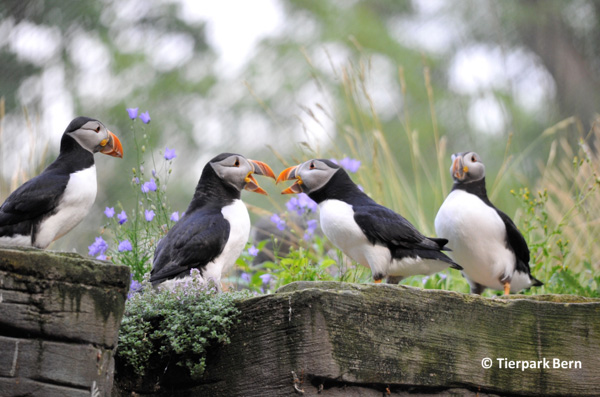 Atlantic puffins (Fratercula arctica)